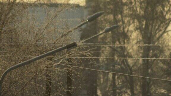 电线和树枝在冬天结冰下雪天灯杆