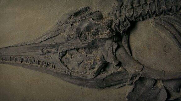 侏罗纪海洋生物化石移动镜头