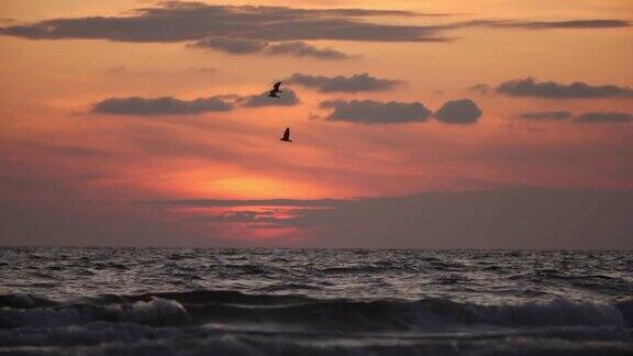 日落时分鸟儿在海面上空翱翔
