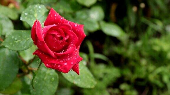红玫瑰风儿荡漾着雨后露珠中的红玫瑰