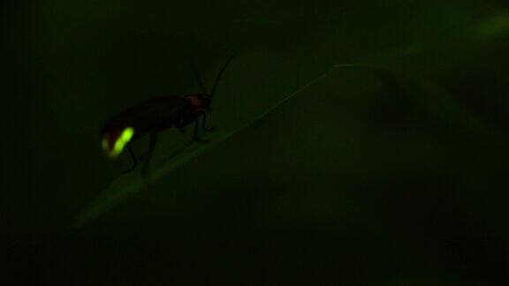 夜晚发光的萤火虫