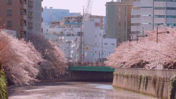 樱花在水边盛开