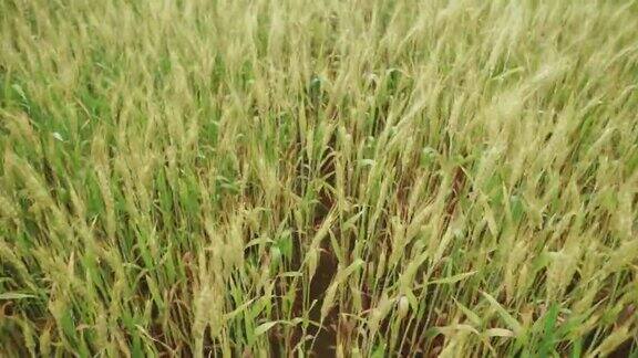 成熟的麦穗丰收С阿美动物部运动在阳光明媚的日子里绿黄色的麦田植物走麦穗在风中摇摆