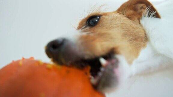 狗在室内啃橙色南瓜