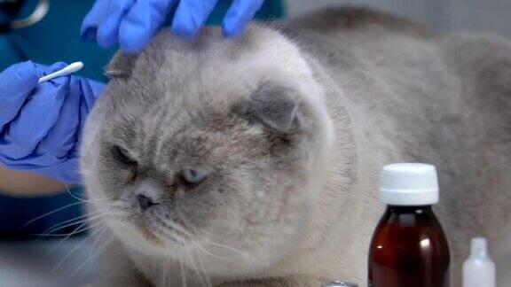 兽医清洗猫耳朵处理螨虫的卫生程序宠物检查