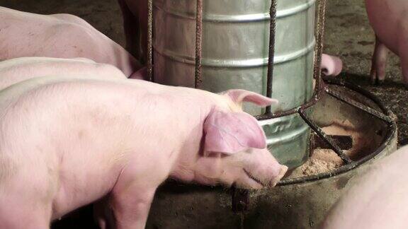 猪在农场吃东西