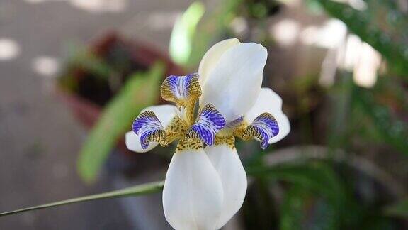 美丽的白色和紫色的卡特兰花