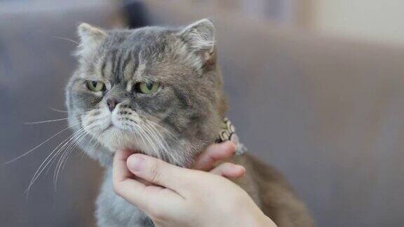 年轻女子在家里玩猫