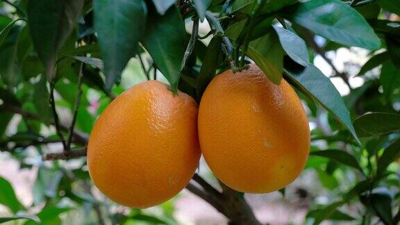树上有新鲜的橘子