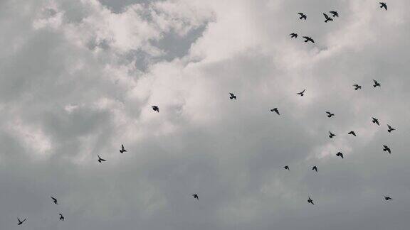 天上有一群鸽子