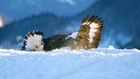冬天两只鹰在山里为争夺食物而展开残酷的搏斗