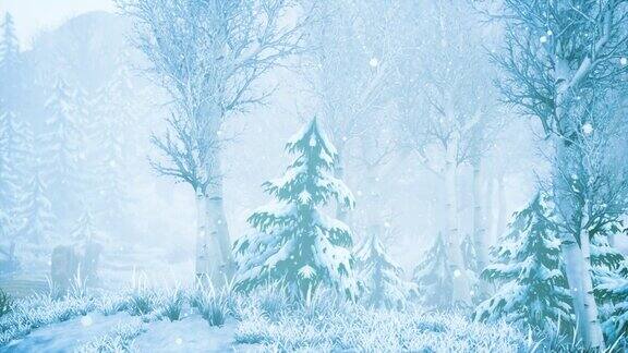 冬天森林里的暴风雪