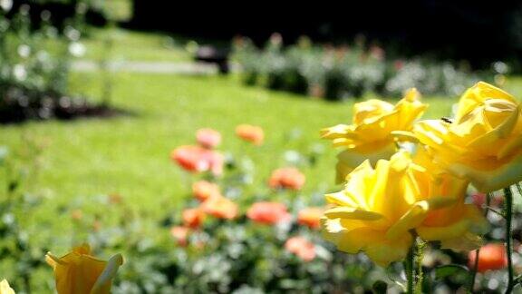 花园里有黄玫瑰花