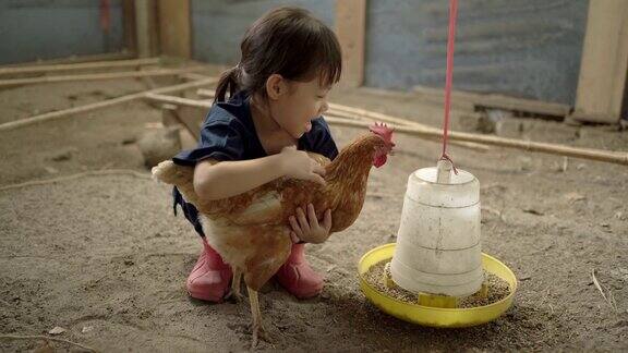 小女孩在农村的农场里抱着一只棕色的母鸡