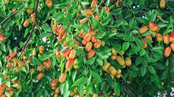 秋天的枣树上长出了甜甜的枣子
