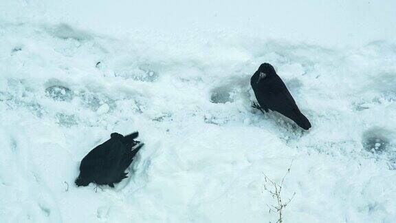 乌鸦在雪中沐浴