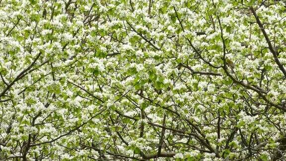 美丽的树在开花与绿色的莺降落在它在春天迁徙