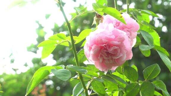 粉红色的玫瑰花园宁静的自然背景