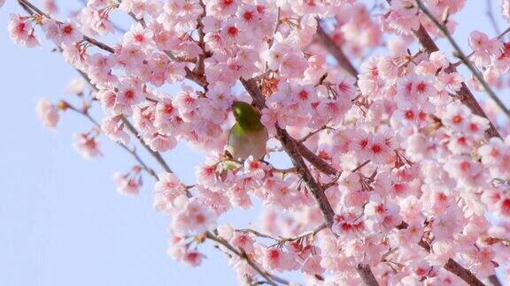 樱花盛开着美丽的粉红色花瓣白色的眼睛美丽的粉红色花瓣