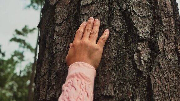 女性的手抚摸着森林中的大树充满爱意保护和爱护自然的理念
