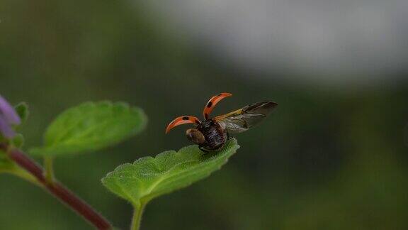 一只瓢虫飞来的慢镜头