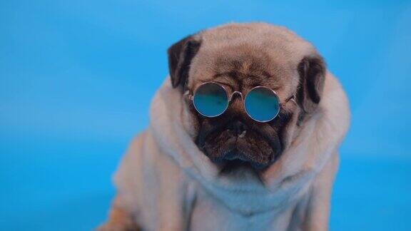 可爱的哈巴狗戴着蓝色背景的小太阳镜放松的狗的肖像近距离