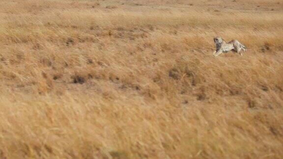 野生非洲猎豹在草地上全速追赶猎物猎豹在猎杀黑斑羚狩猎模式
