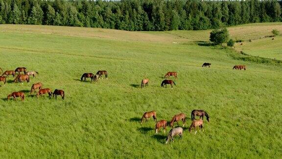马在田野上吃草的航拍镜头