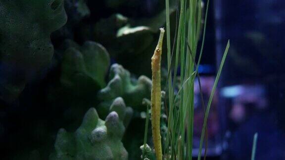 水族馆里的海马