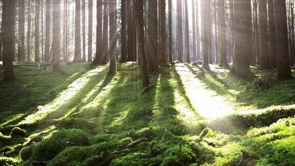 美丽的阳光透过长满青苔的森林里的树干照进来