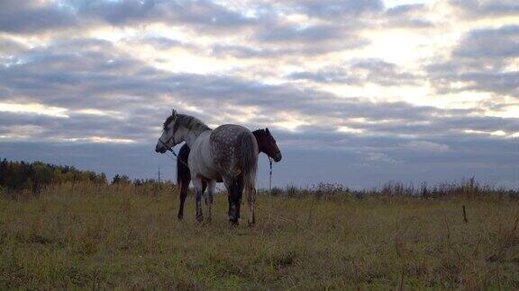 秋天阴天的草原上站着两匹马