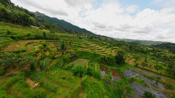 无人机拍摄的巴厘岛稻田