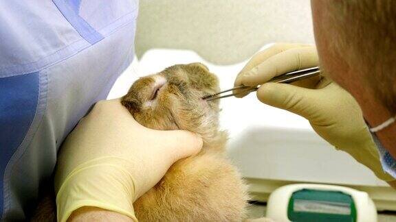 奇异的动物兽医在兽医诊所检查家兔4k