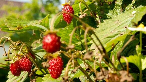 新鲜成熟的草莓还在灌木林