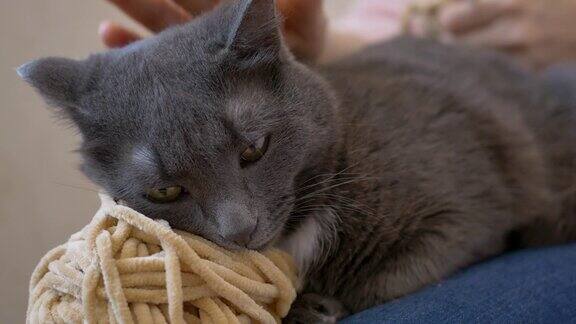 那只猫正躺在一个姑娘织的线团上休息