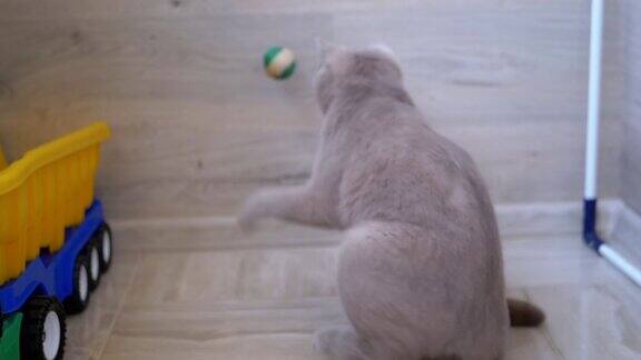 漂亮的灰色英国家猫在地板上玩球好玩的、活跃的宠物