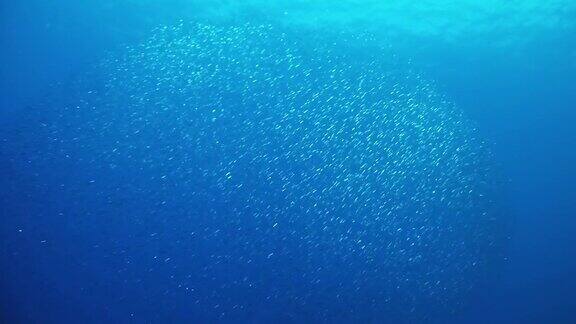 在西班牙马略卡岛地中海潜水的大饵球