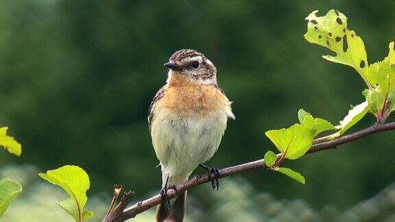 Whinchat（虎耳草）