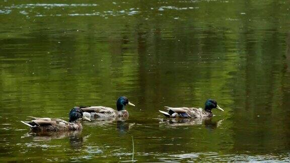 三只公鸭子在水里游泳