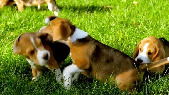 可爱的比格犬在夏日的草地上奔跑慢动作
