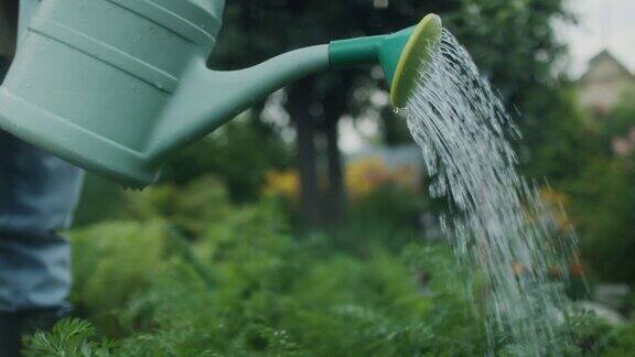 给花园里的植物浇水