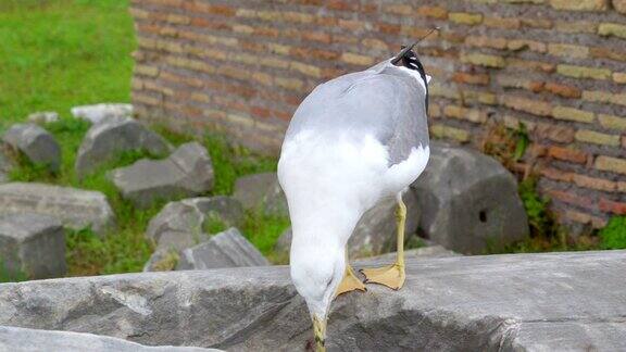 在意大利罗马的大岩石上行走的白鸽