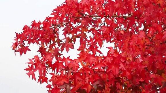 10月的秋天美丽的红枫叶随风飘动
