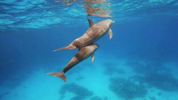 两只海豚在水下游泳呼吸透过清澈的蓝色海水