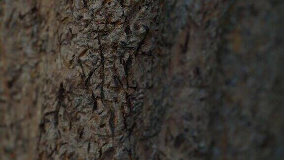 木石的微距镜头树干、树木材料的特写细节镜头自然