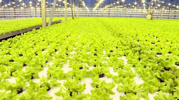 在温室中种植绿色蔬菜和蔬菜农业