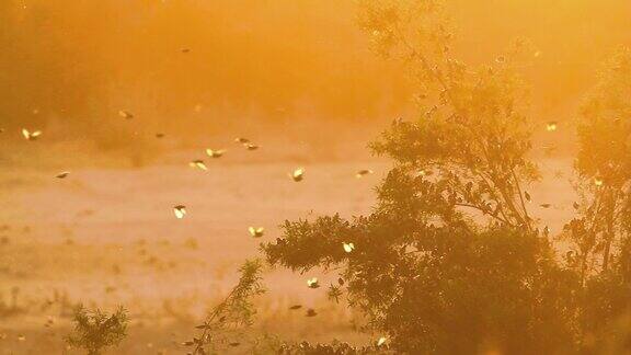 南非克鲁格国家公园的红嘴奎利亚