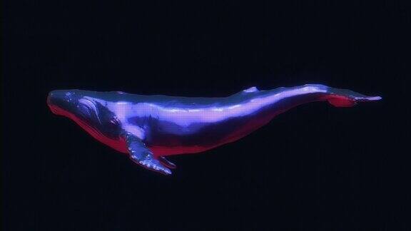摘要铬金属游泳全息图鲸鱼黑色背景现代明亮时尚的3d动画技术数字生动动物创意复古未来主义运动艺术