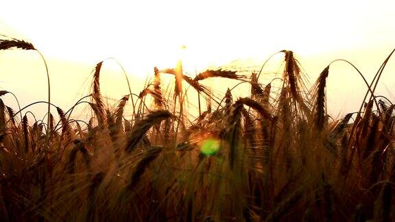 夕阳下的麦穗