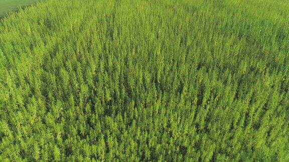 空中飞过非法种植的户外大麻植物